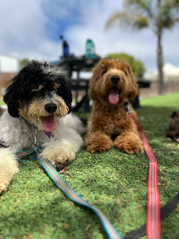 Guide to Trained Dogs for Sale in 2023