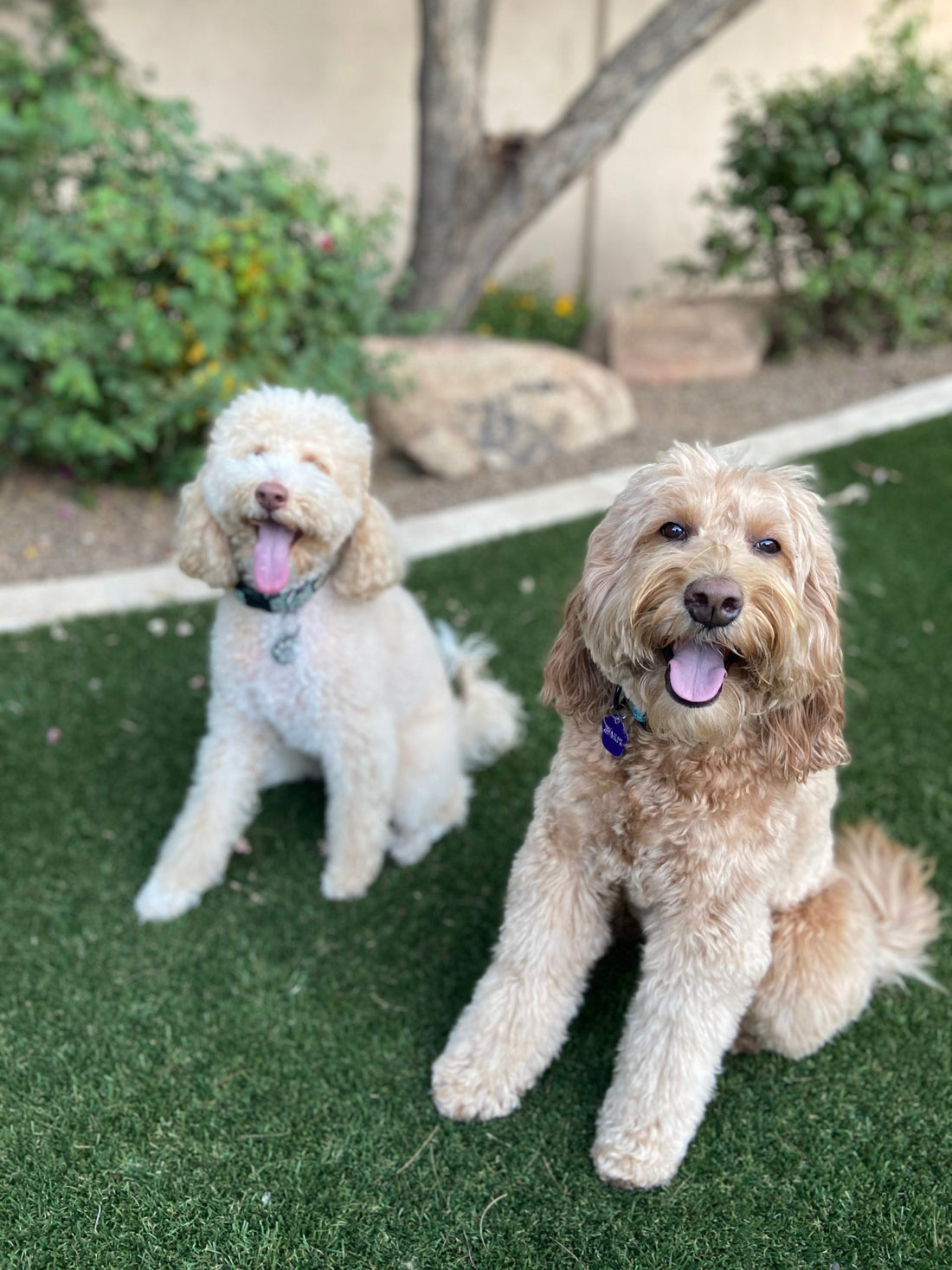 Behind the Scenes - Training Dogs at Aly's Puppy Bootcamp