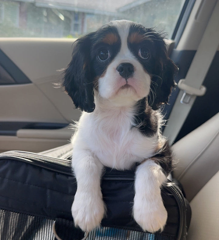 From Car Rides to Flights: Traveling with Dogs in 2023