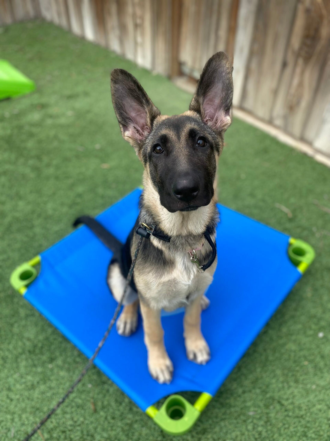 Pass the AKC Canine Good Citizen Test