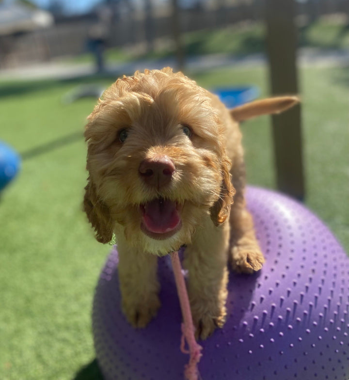 How to Keep Your Dog Busy!