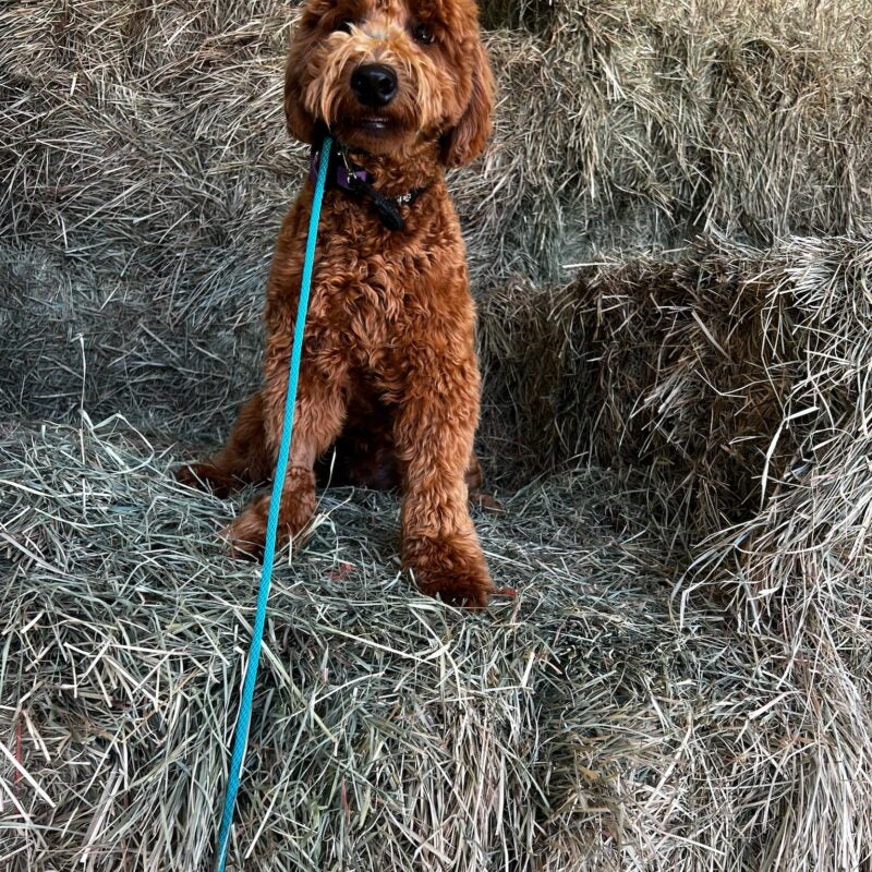 Hands-Free Leashes for Every Dog: Keep Control and Enjoy the Walk