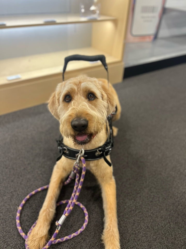 Do You Need a Service Dog?