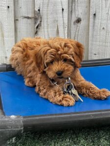 Tips for Leash Walking in Busy or Distracting Environments