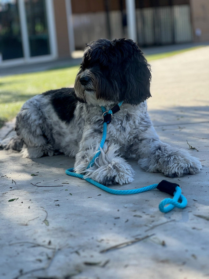 Bordetella & your dog: What we recommend