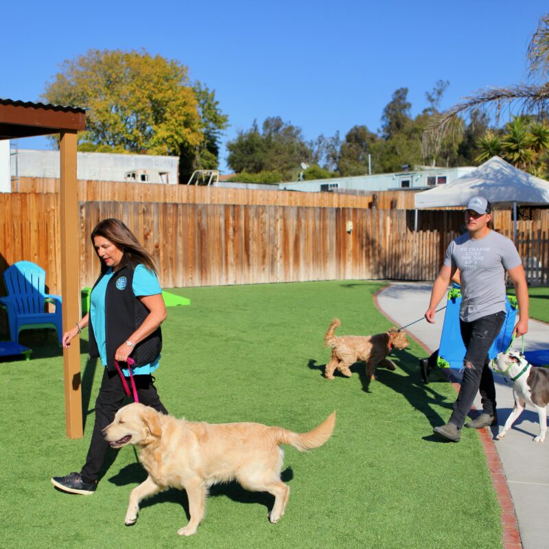 In-Person vs. Online Training: Which One Does Your Dog Really Need?