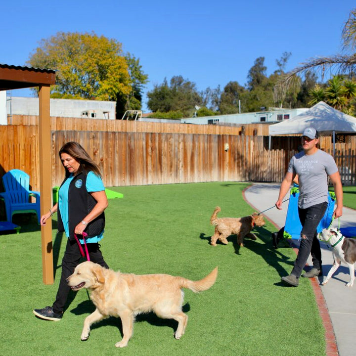 In-Person vs. Online Training: Which One Does Your Dog Really Need?
