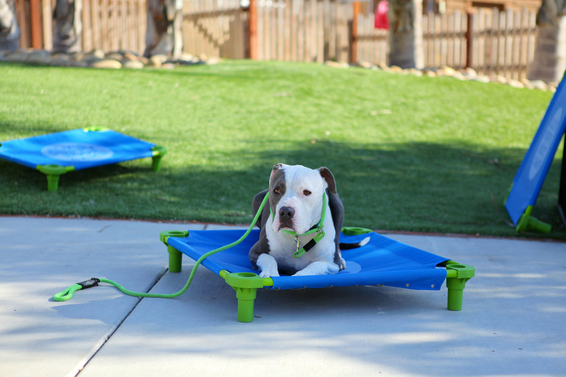 What Qualifies a Service Dog? Let’s Clear This Up