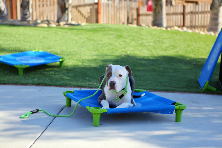 What Qualifies a Service Dog? Let’s Clear This Up