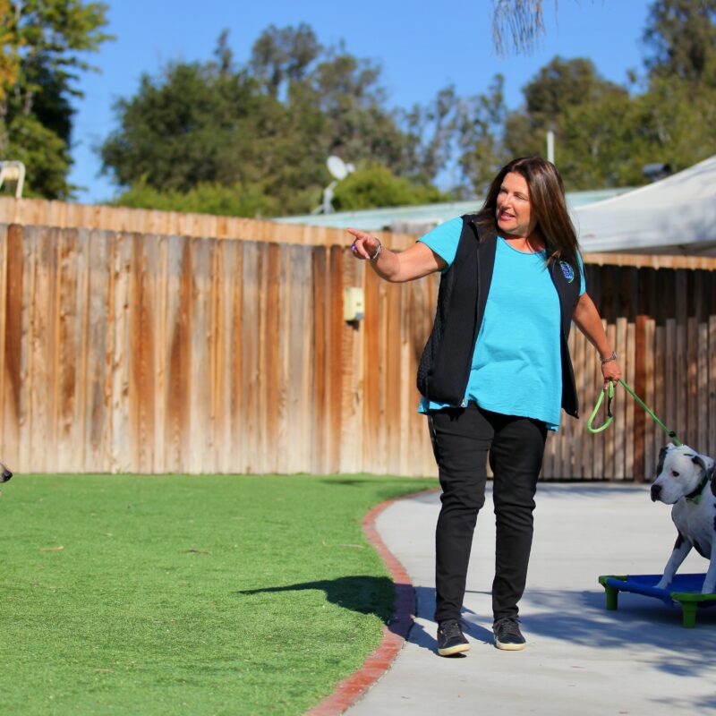 Speak Dog: Why Cues Are the Secret Sauce to Clarity, Confidence, and Connection