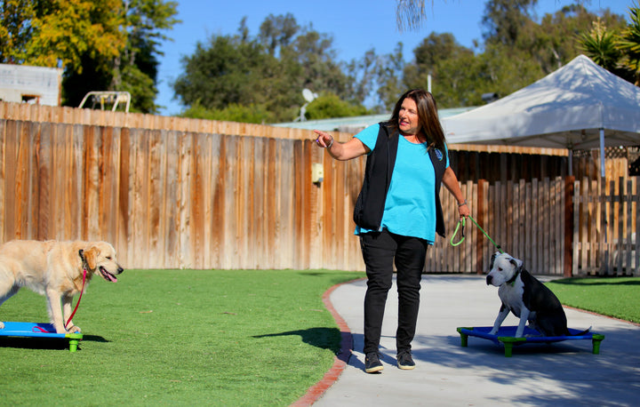 Socialization Isn’t a Free-for-All: How to Raise a Confident, Well-Mannered Dog