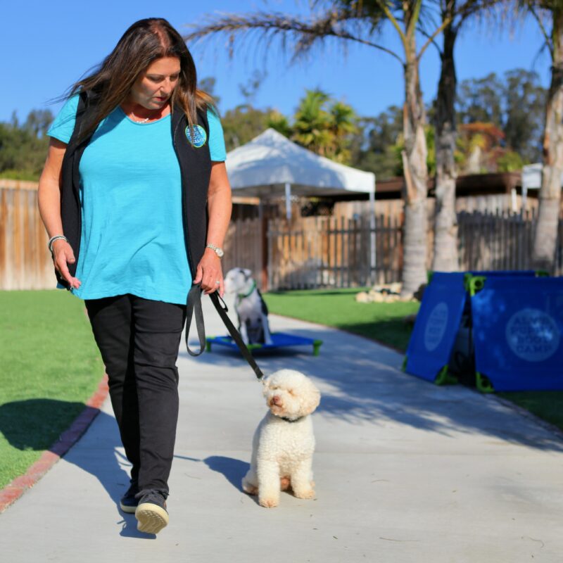 Tethering: The Unsung Hero of Dog Training