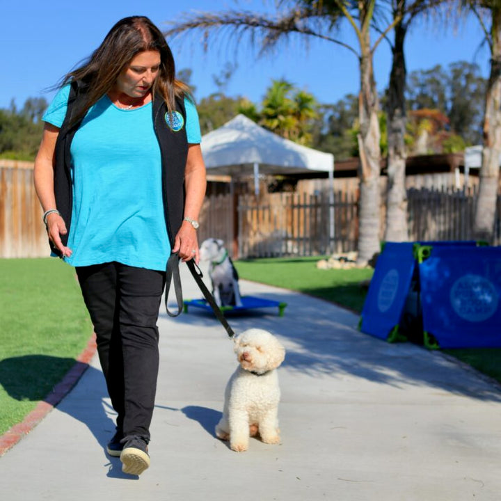 Tethering: The Unsung Hero of Dog Training