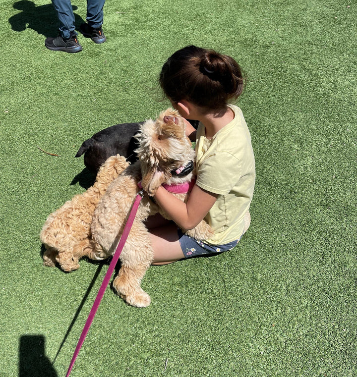 What is a Therapy Dog?