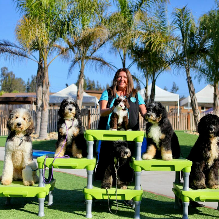 The Essential Dog Commands You Should Know