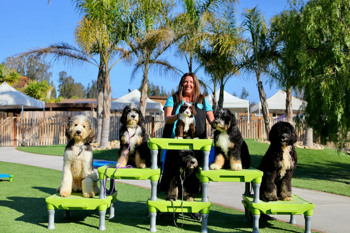 Aly's Puppy Boot Camp Testimonial!