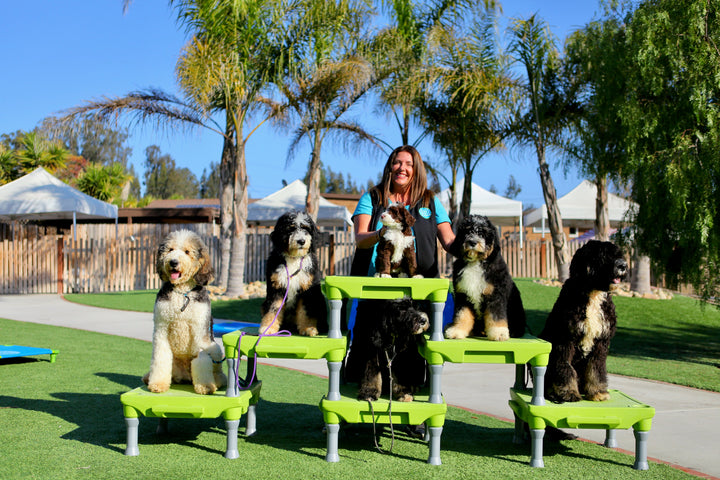Why an Aly’s Puppy Boot Camp Trained Dog Is Worth Every Penny