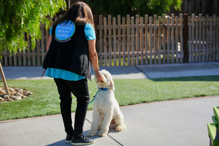 Dog Overstimulation in Summer: 5 Rules to Stay Calm and Cool