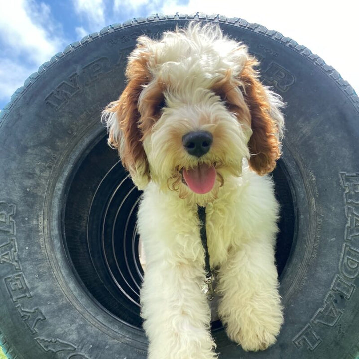 Discover the Benefits of Puppy Training Classes