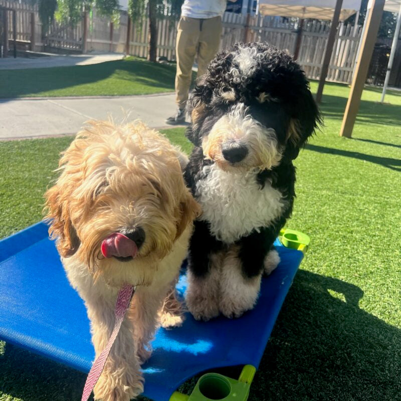 Potty Training Success: Your Blueprint to a Well-Behaved Pup