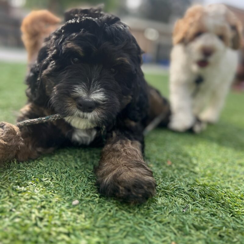 A Day in the Life at Aly's Puppy Boot Camp as a Puppy