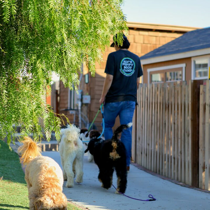 Structured Play vs Chaos: Why Not All Dog Daycares Are Created Equal
