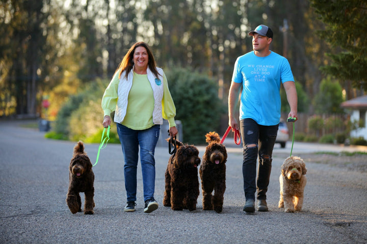 Training Your Dog for Summer Hikes: Leash Walking Essentials in 2023