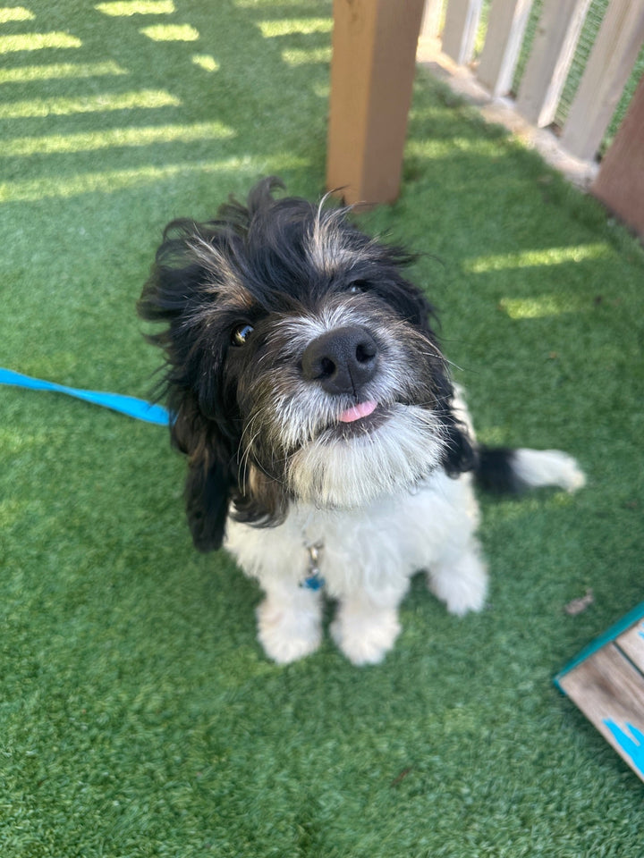 Trained Dogs for Sale: Making Your Home Safer and Happier