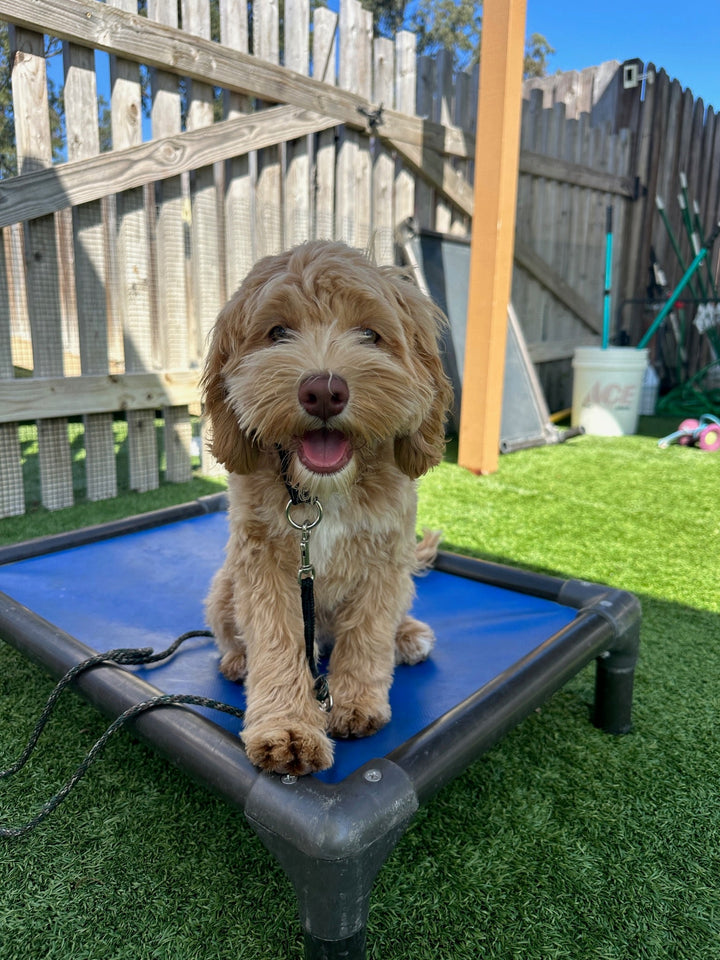 A Day in the Life of a Trained Dog for Sale