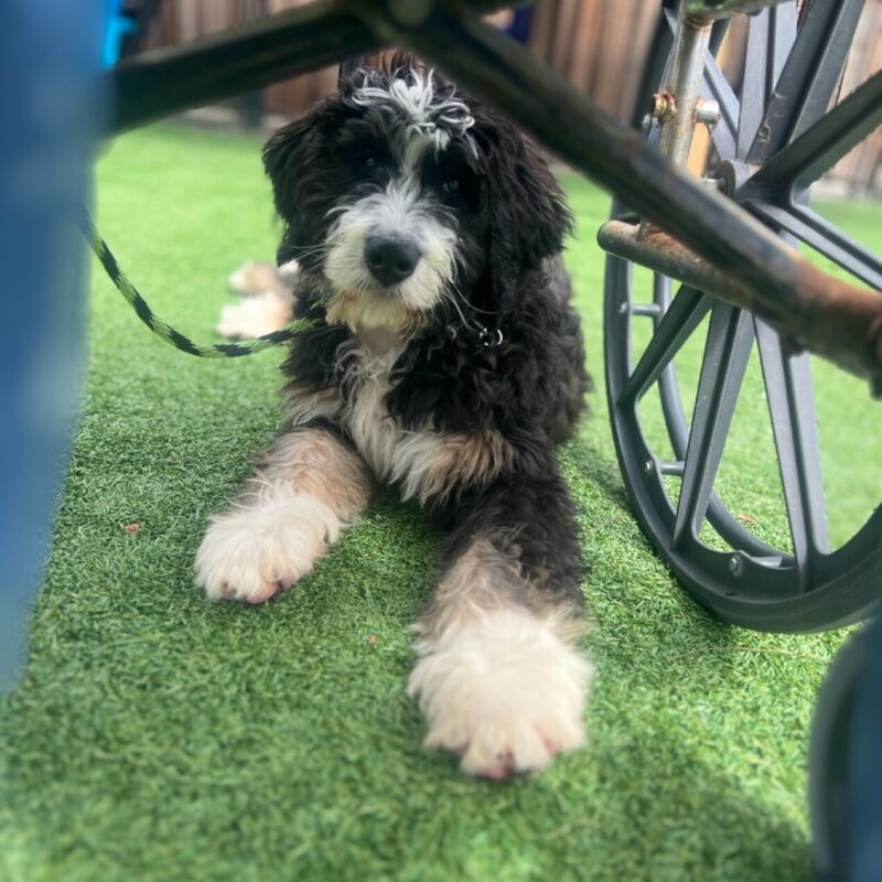 Puppy Training 101: Essential Skills
