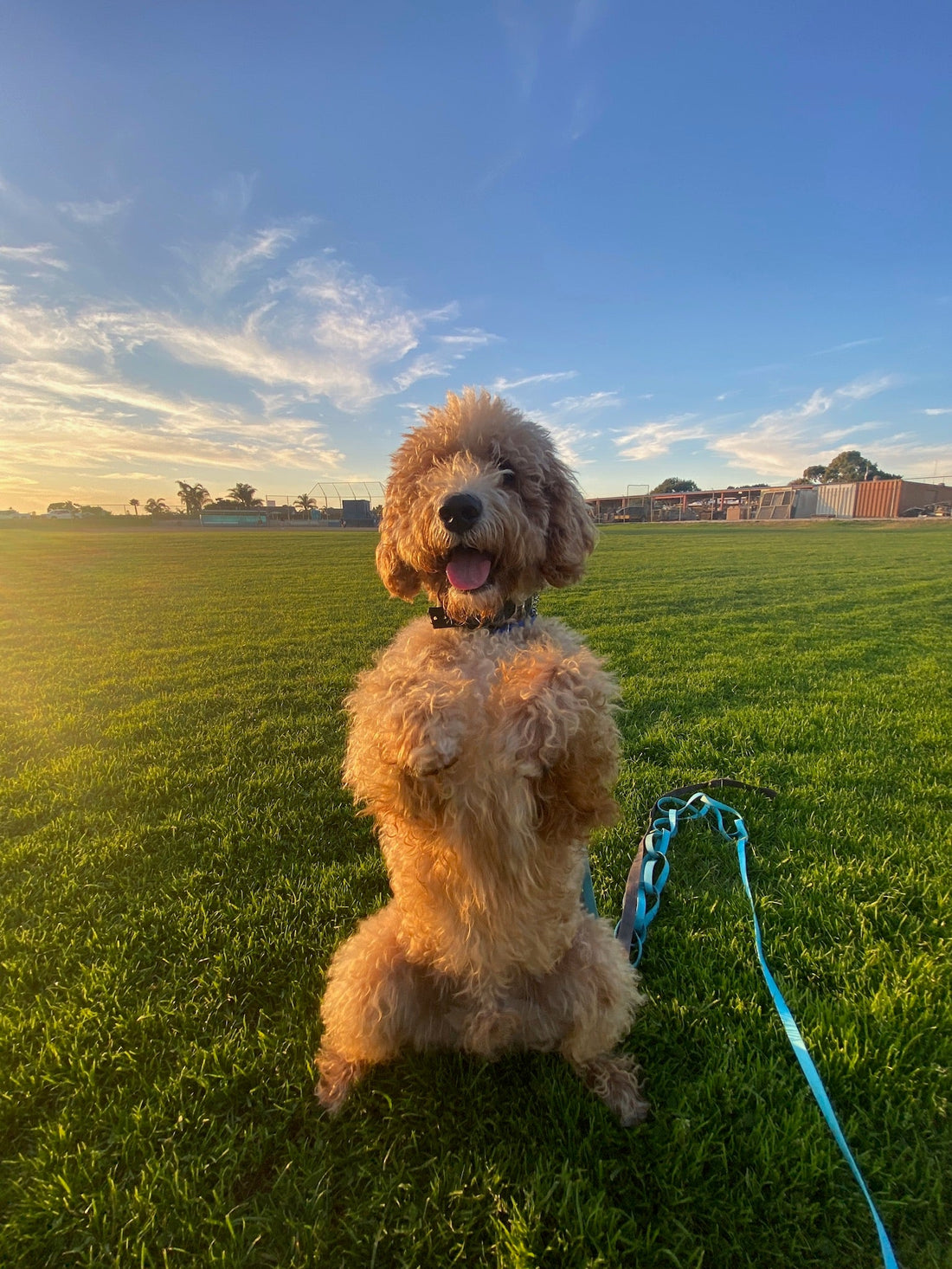 Trained Dogs for Sale: How They Support People with Disabilities