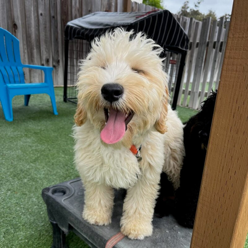 Mastering Commands: Essential Training Tips for Your New Trained Dog