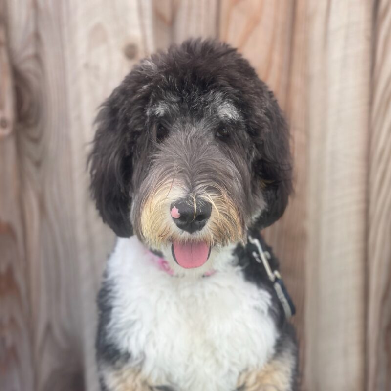 Embracing the Adventure: Finding the Perfect Therapy Dog