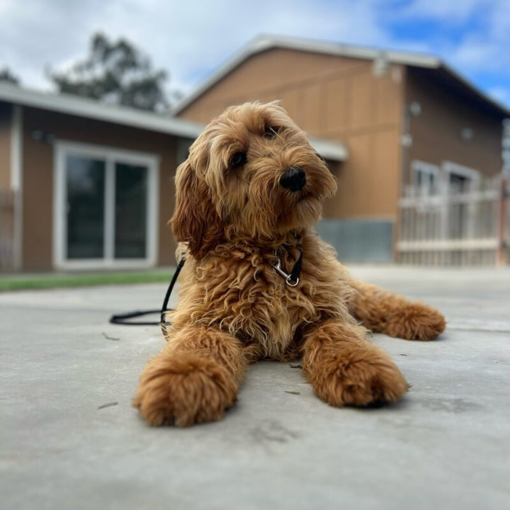 Why Buying a Trained Dog is the Perfect Solution