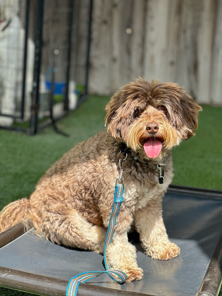 The Foundation Behind Our Trained Dogs for Sale