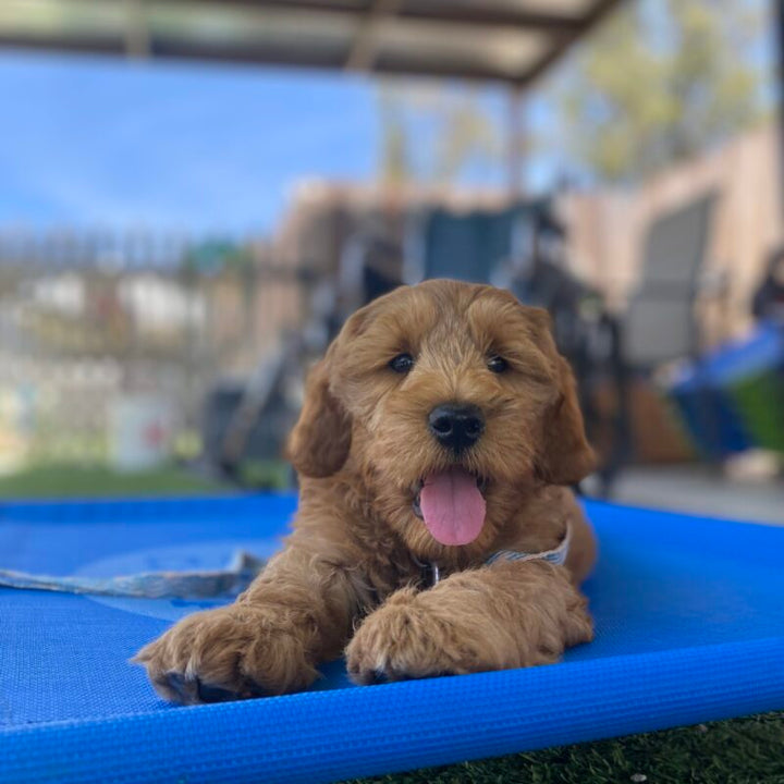 How to Train a Puppy with Proven Training Pillars