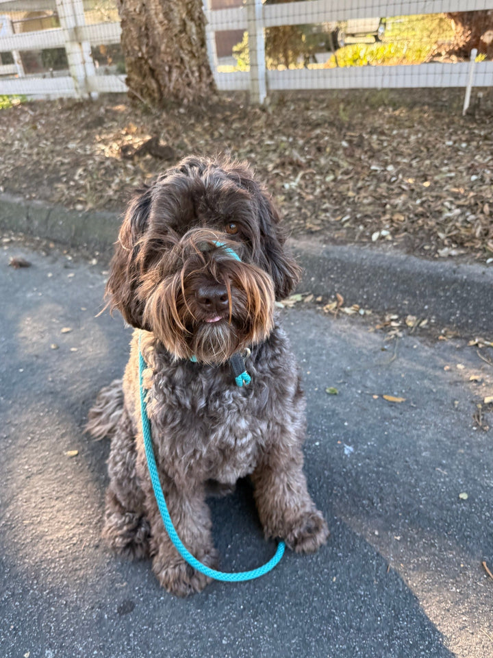 What Qualifies a Service Dog? Let’s Clear This U