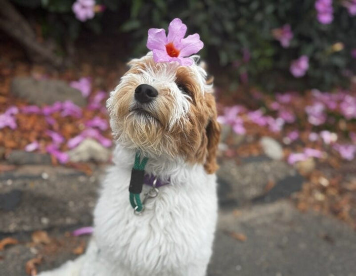 Unleashing Love: A Tail-Wagging Guide to Selecting Your Ideal Dog Breed!