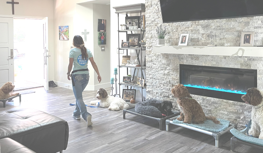 Indoor activities with your pooch