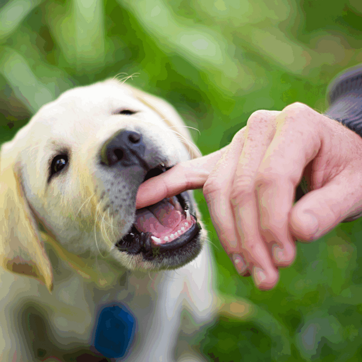 How to Stop Puppy Biting & Nipping