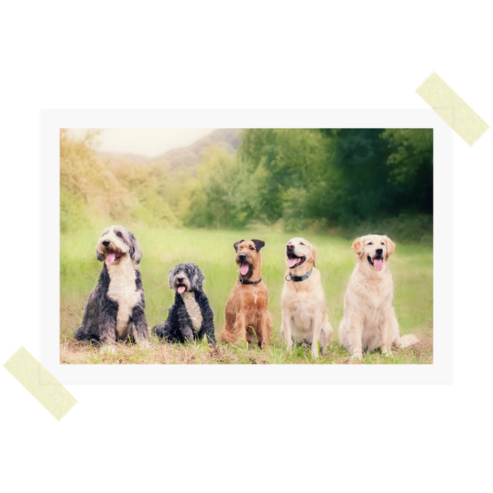 The Most Popular Dog Breeds of the 2000s: A Walk Down Memory Lane