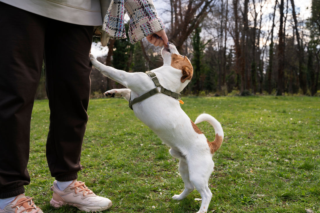 Why a Dog Training Bootcamp Can Transform Your Dog’s Behavior Faster