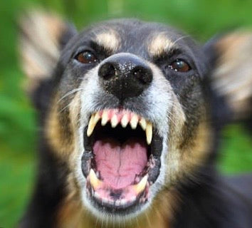 Embracing Resilience: Moving Forward After a Dog Attack