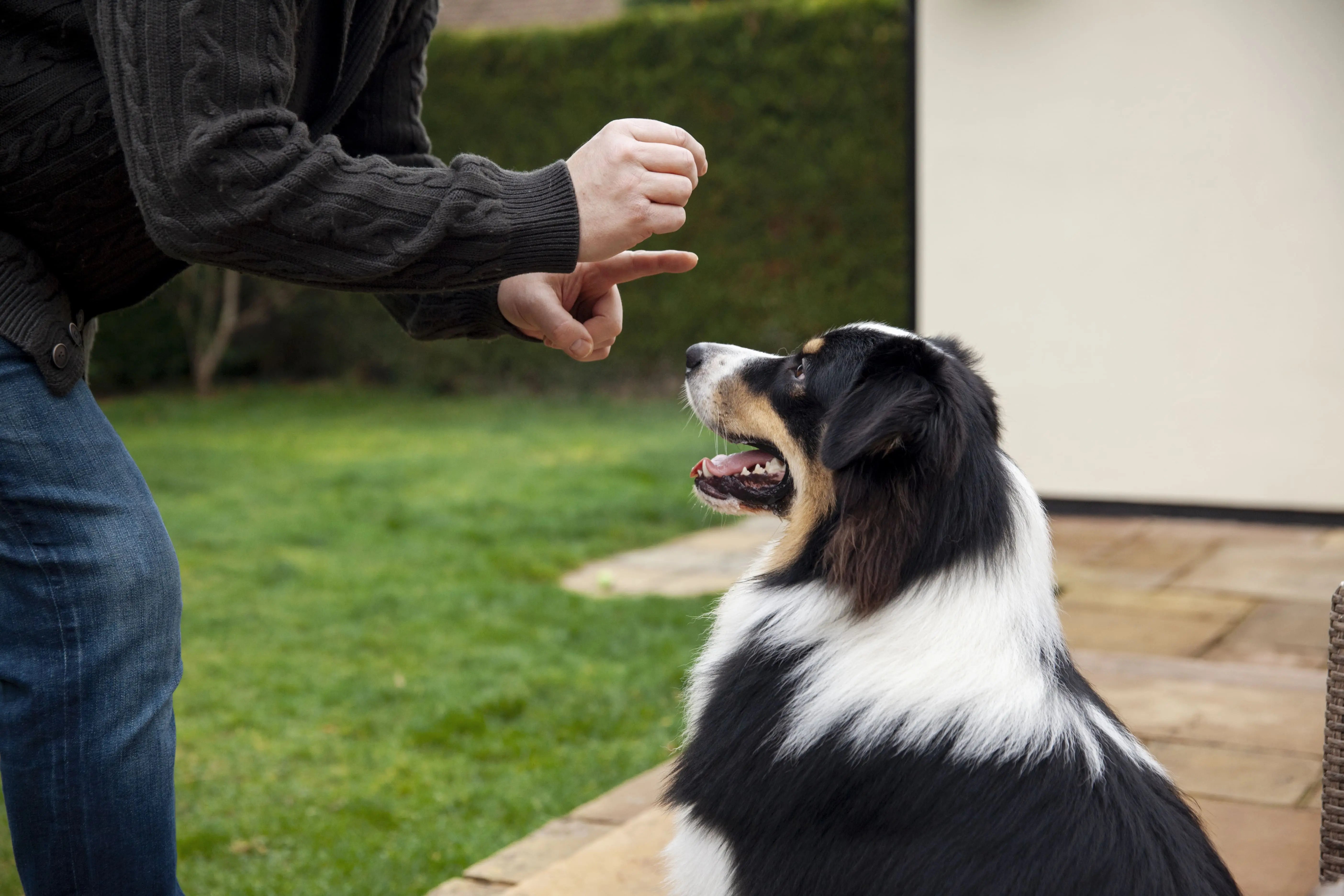 How To Train A Dog To Stop Barking And Improve Behavior Training how-to-train-a-dog-to-stop-barking-and-improve-behavior-training