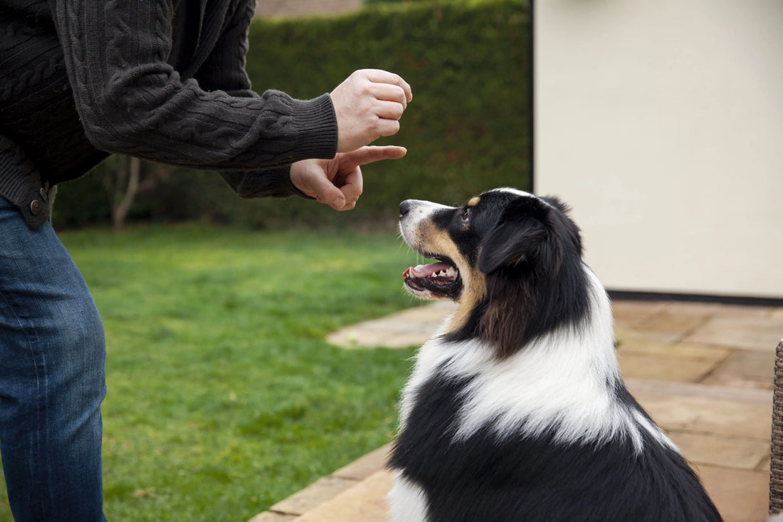 How to Train a Dog to Stop Barking and Improve Overall Dog Behavior Training