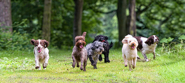 How to Choose the Right Dog Breed for You