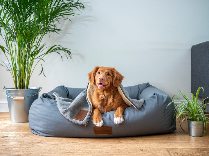 How to Create Safe Spaces for Dogs and Kids