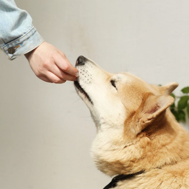 Ultimate Guide to Choosing the Best Dog Food