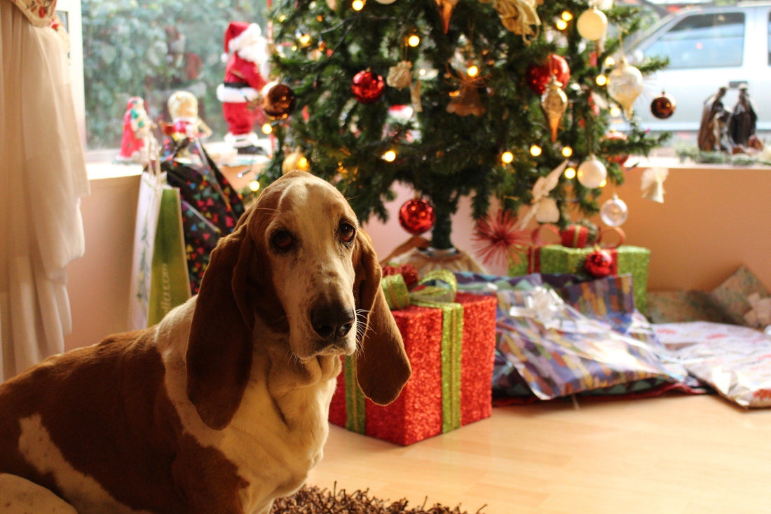 APBC’s Complete Guide to Holiday Sanity with your DOG