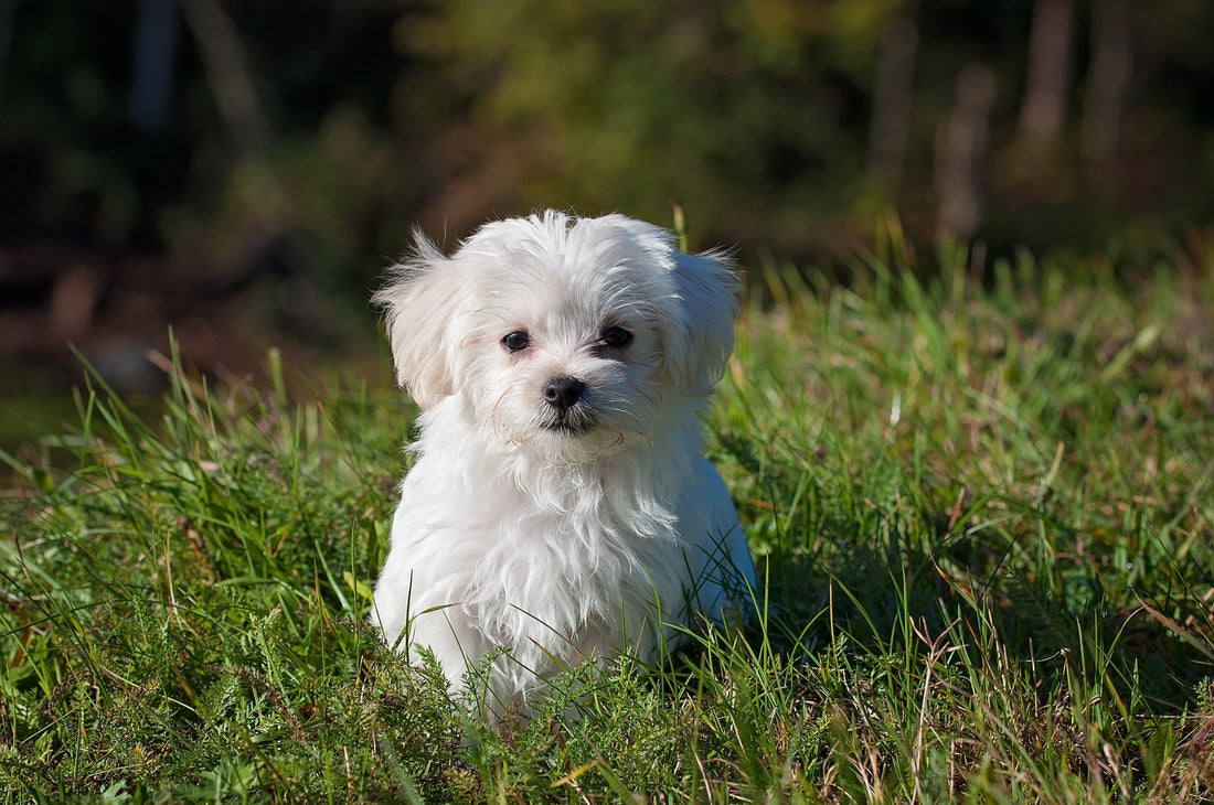 Why Does My Puppy Pee Inside After Going Outside?
